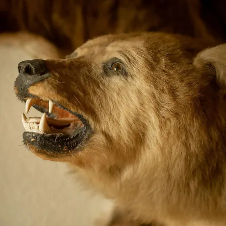 Tischlbergerhof Hotel Ramsau am Dachstein