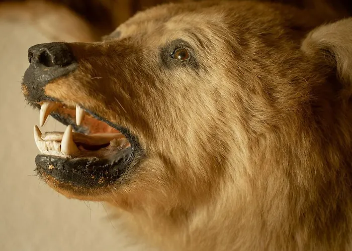 Tischlbergerhof فندق رامساو أم داتشستين